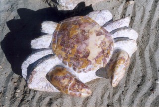Crabe royal
