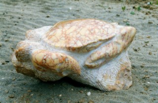 Crabe